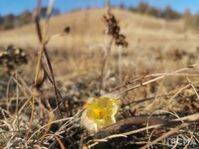 Возле Якутска в октябре вновь зацвели подснежники