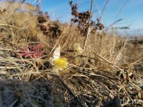 Возле Якутска в октябре вновь зацвели подснежники
