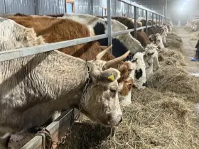 Сергей Местников посетил новые животноводческие комплексы в Мегино-Кангаласском улусе